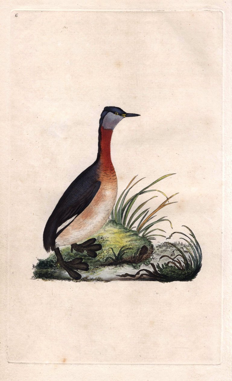 Potápka veselá. Podiceps grisegena (Podiceps ruficollis). Mědirytina Edwarda Donovana (1768-1837), publikovaná v Histoire naturelle des oiseaux britanniques, Londýn od Edward Donovan