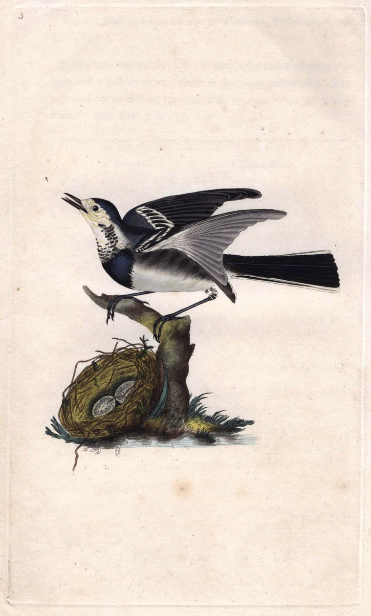 Konipas šedý. Motacilla alba. Mědirytina Edwarda Donovana (1768-1837), publikovaná v Natural History of British Birds, Londýn od Edward Donovan