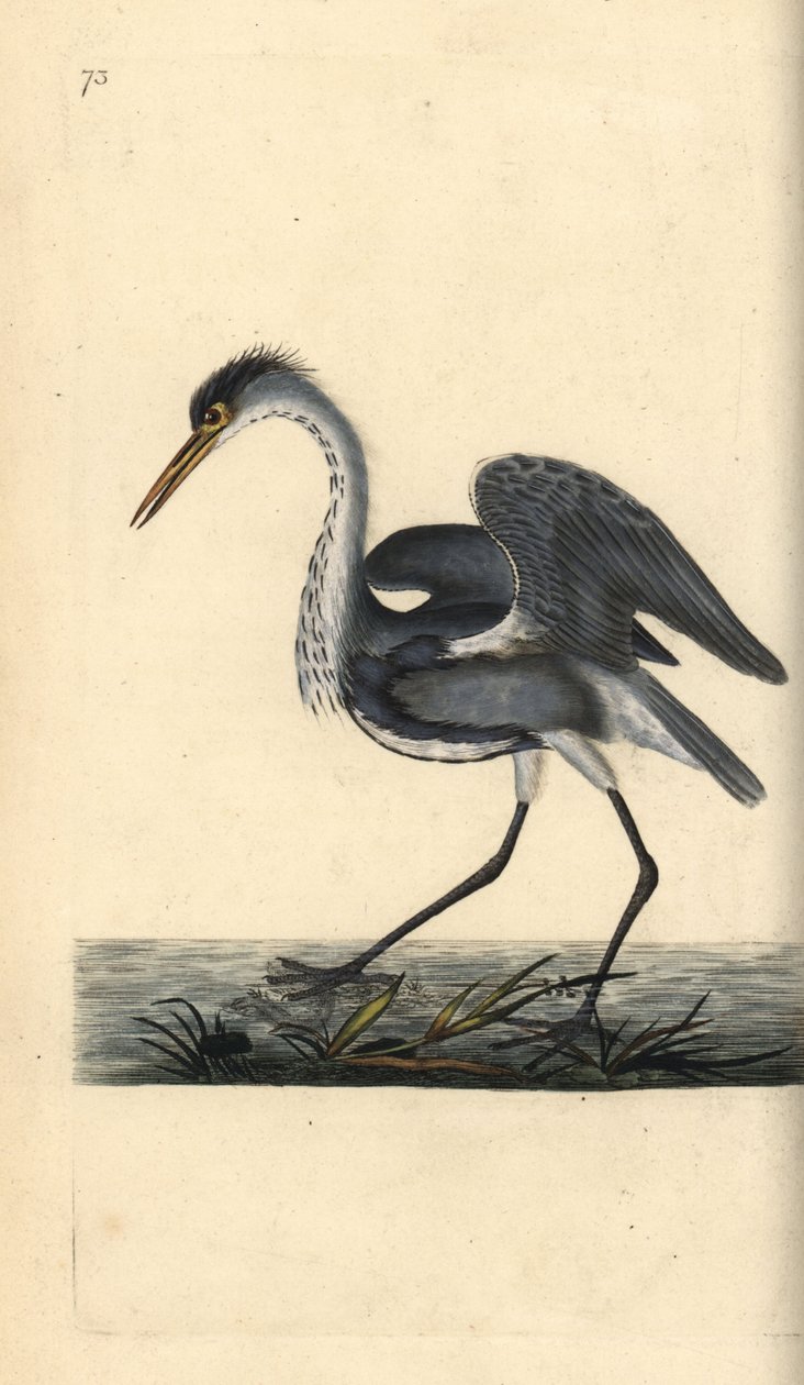 Volavka popelavá, Ardea cinerea. Ručně kolorovaný mědiryt nakreslený a rytý Edwardem Donovanem z jeho vlastní „Přírodopisné historie britských ptáků“, Londýn od Edward Donovan