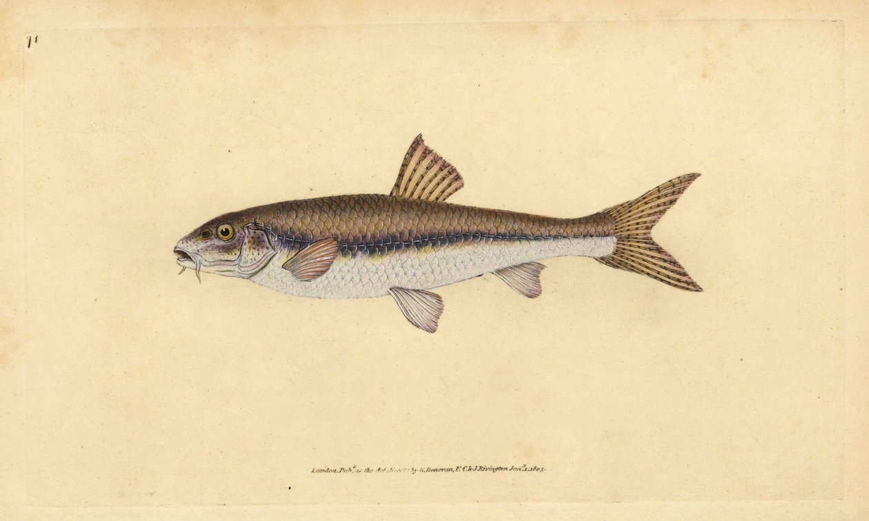 Gudgeon, Gobio gobio (Cyprinus gobio). Ručně kolorovaný mědiryt nakreslený a rytý Edwardem Donovanem z jeho Natural History of British Fishes, Donovan a F.C. a J. Rivington, Londýn od Edward Donovan