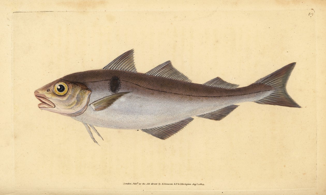 Treska jednoskvrnná, Melanogrammus aeglefinus (Gadus aeglefinus). Zranitelný. Ručně kolorovaný mědiryt nakreslený a rytý Edwardem Donovanem z jeho Natural History of British Fishes, Donovan a F.C. a J. Rivington, Londýn od Edward Donovan