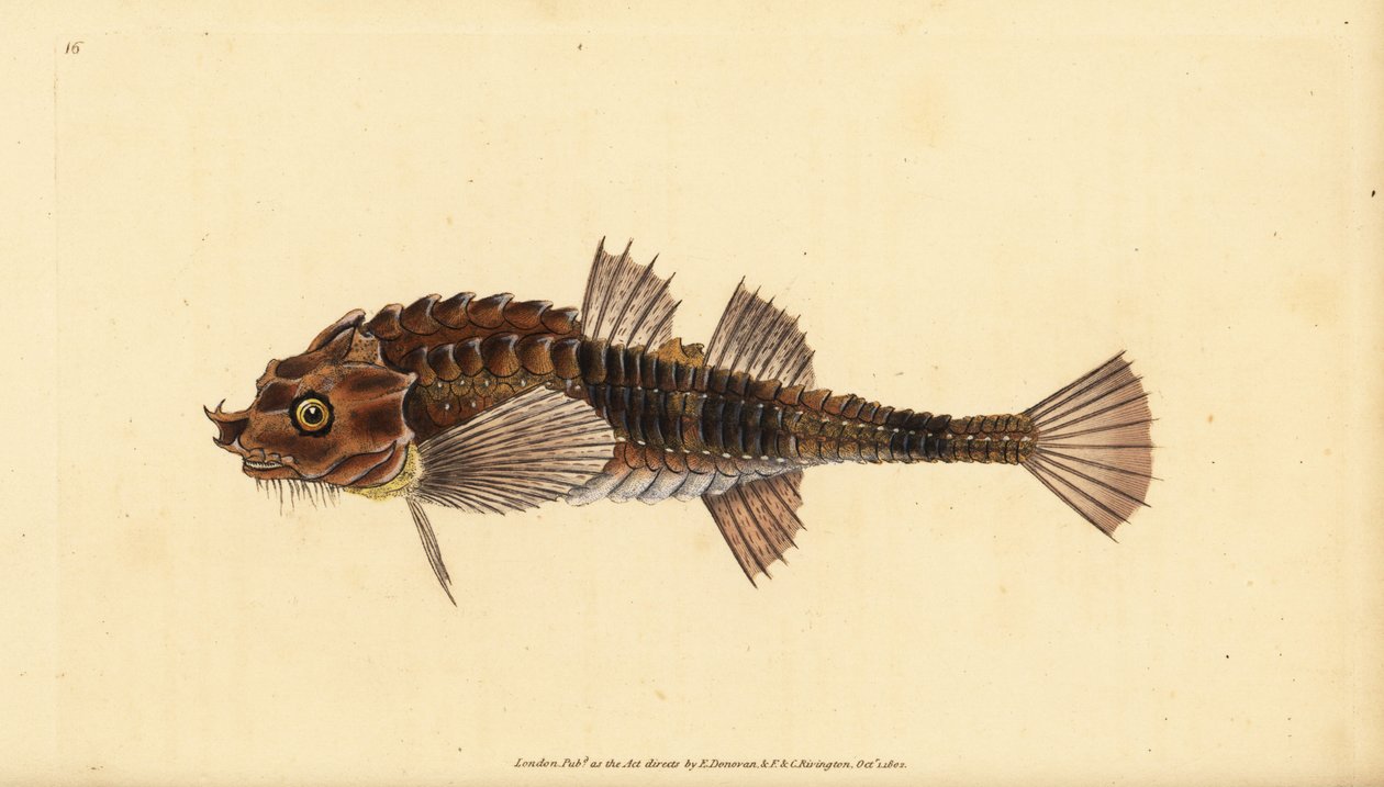 Hooknos, Agonus cataphractus (Pogge nebo ozbrojený býčí hlava, Cottus cataphractus). Ručně kolorovaný mědiryt nakreslený a rytý Edwardem Donovanem z jeho Natural History of British Fishes, Donovan a F.C. a J. Rivington, Londýn od Edward Donovan