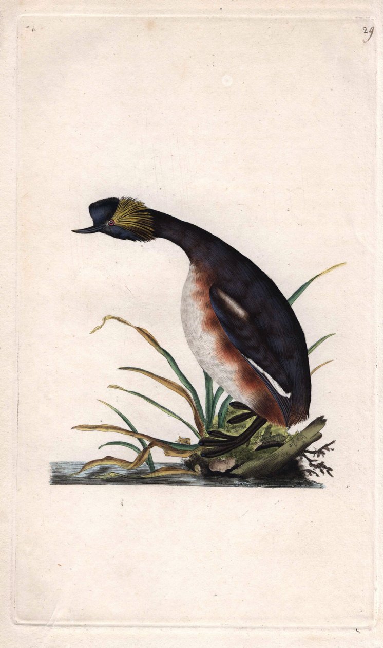 Potápka rohatá nebo potápka ušatá. Podiceps auritus (Colymbus auritus). Mědirytina Edwarda Donovana (1768-1837), publikovaná v Histoire naturelle des oiseaux britanniques, Londýn od Edward Donovan