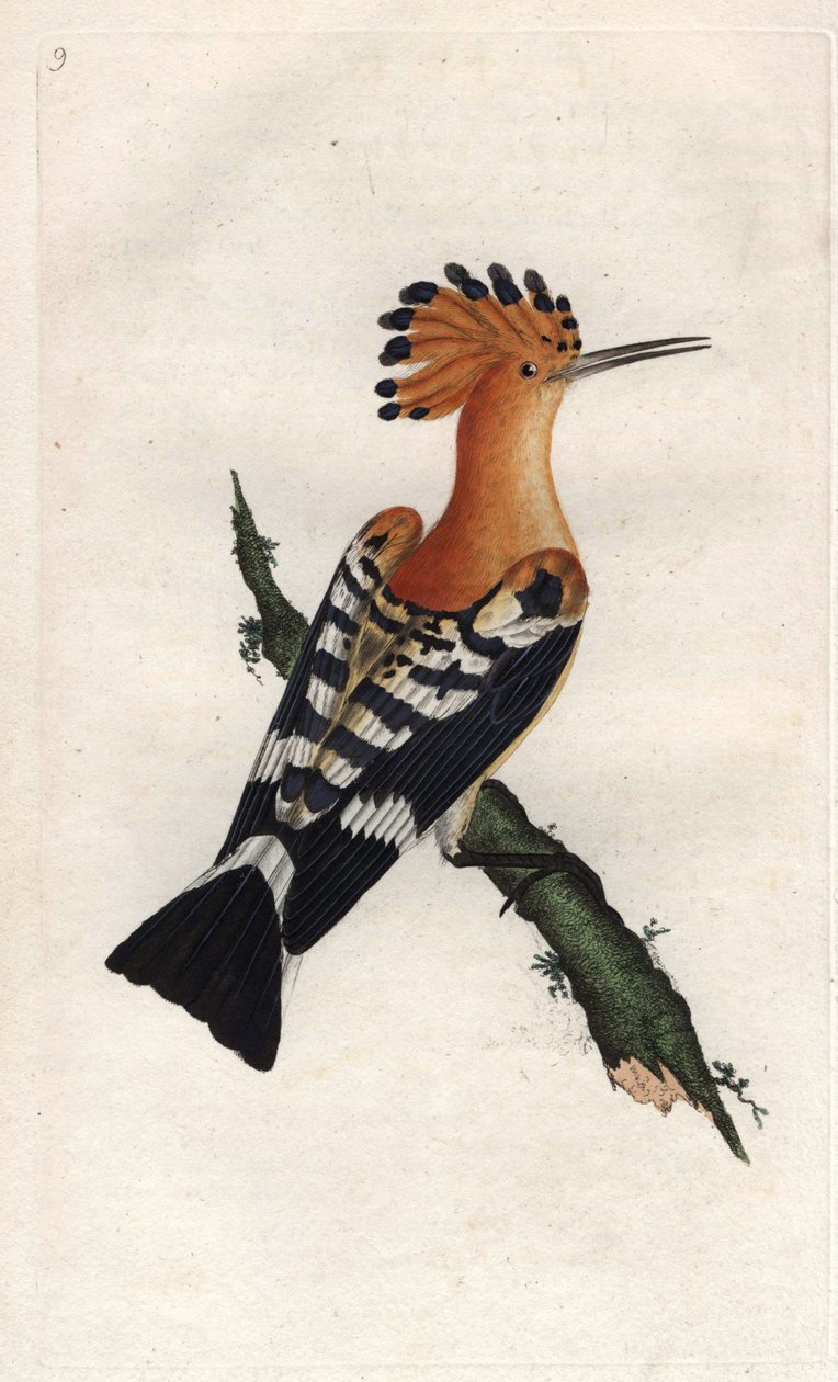 Dudek. Upupa epops. Mědirytina Edwarda Donovana (1768-1837), publikovaná v Natural History of British Birds, Londýn od Edward Donovan