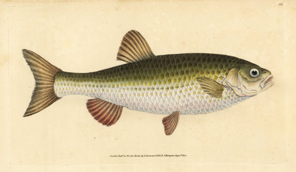 Ide, Leuciscus idus (Chub, Cyprinus jeses). Ručně kolorovaný mědiryt nakreslený a rytý Edwardem Donovanem z jeho Natural History of British Fishes, Donovan a F.C. a J. Rivington, Londýn od Edward Donovan