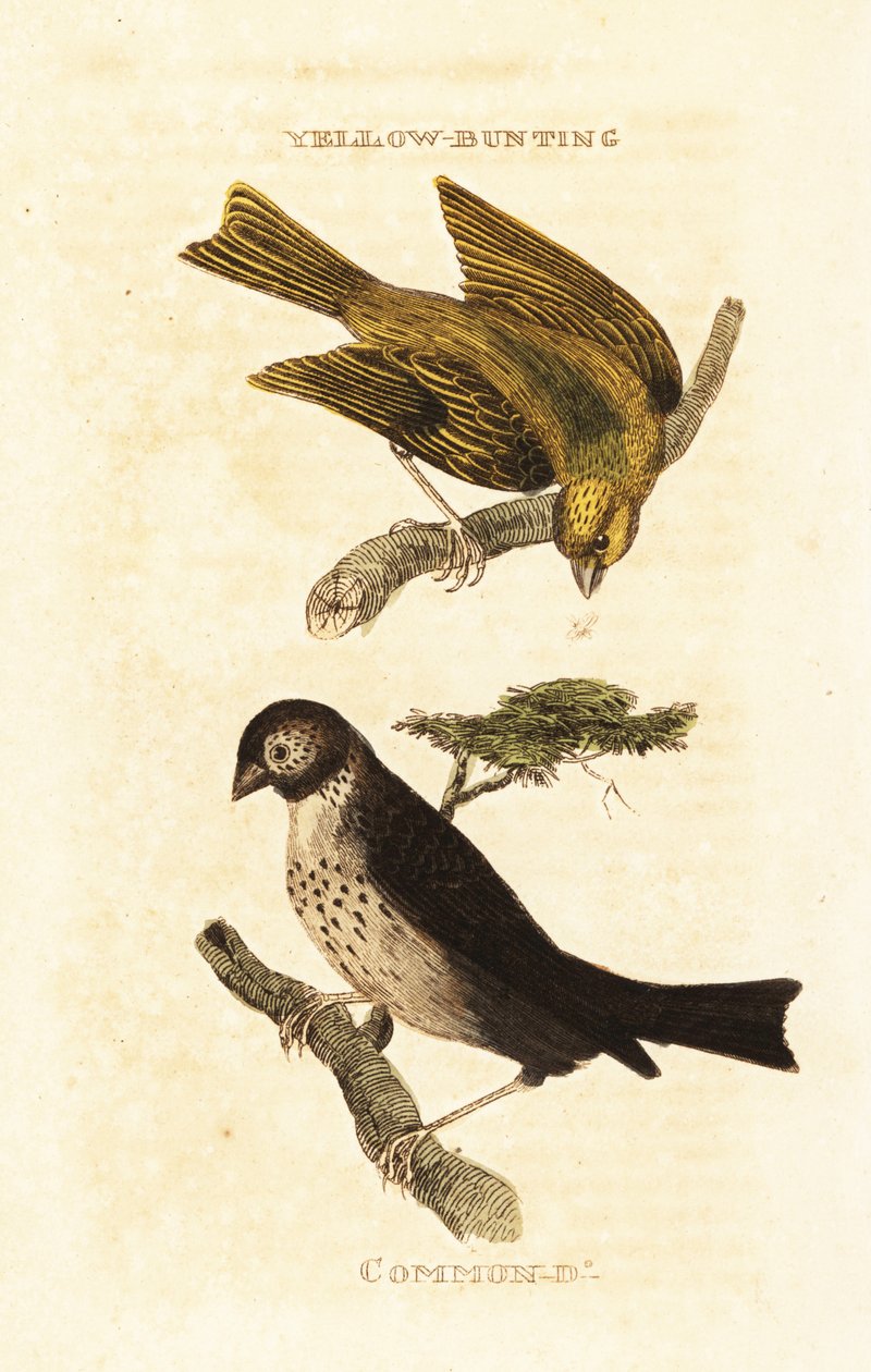 Strnad japonský žlutý, Emberiza sulphurata a strnad kukuřičný, Emberiza calandra od Edward Donovan
