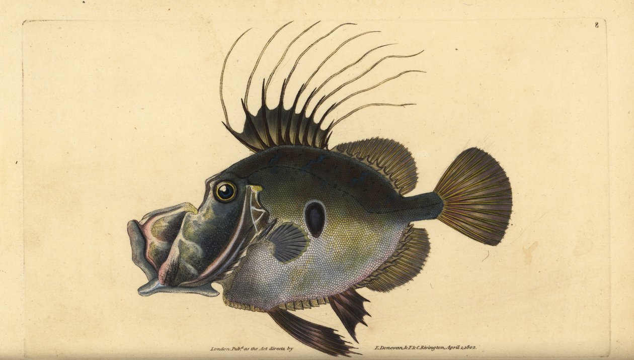 John Dory nebo Doree, Zeus faber. Ručně kolorovaný mědiryt nakreslený a rytý Edwardem Donovanem z jeho Natural History of British Fishes, Donovan a F.C. a J. Rivington, Londýn od Edward Donovan