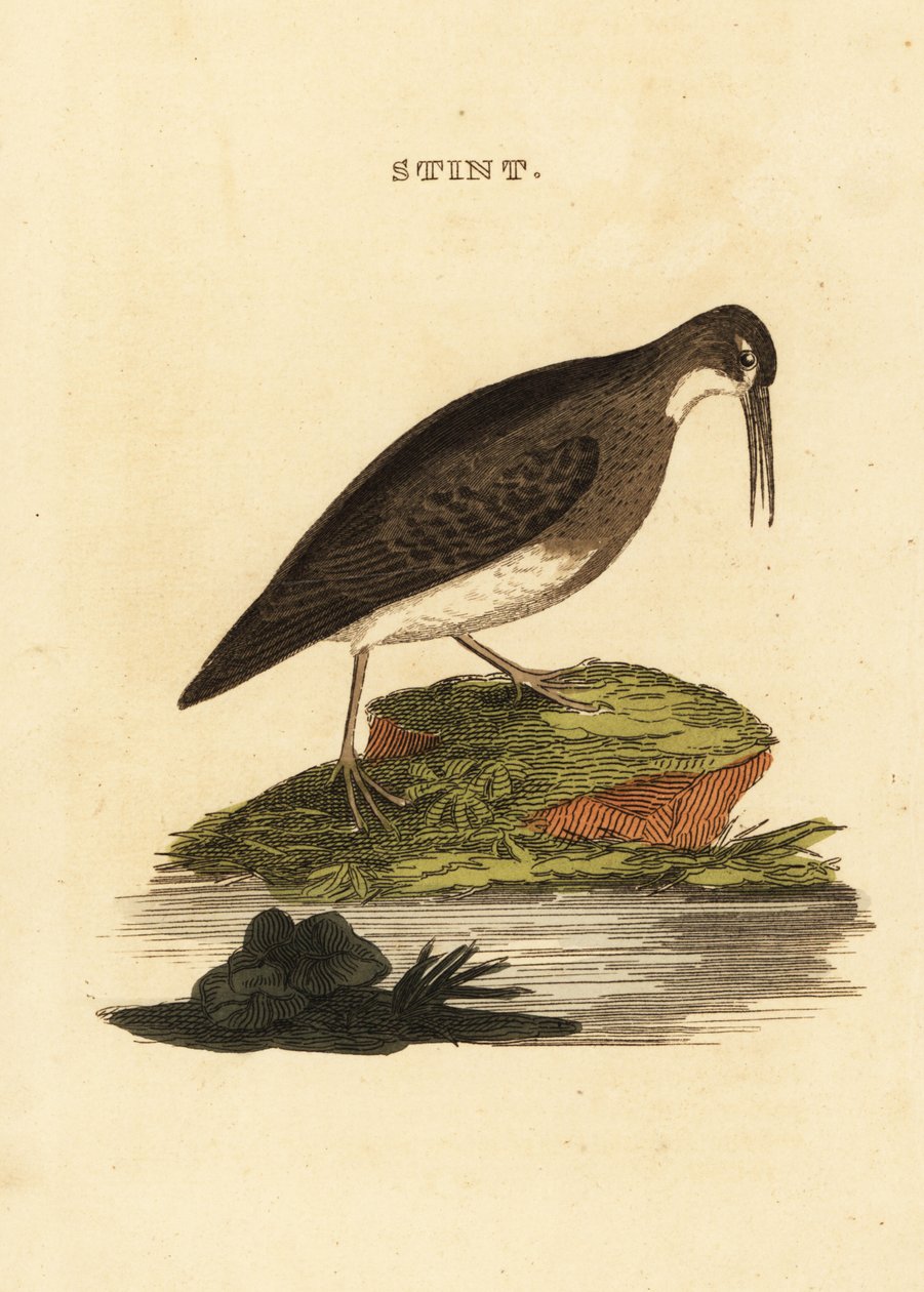 Písek nejmenší, Calidris minutilla od Edward Donovan