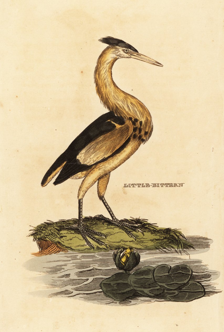 Malý hořčák, Ixobrychus minutus od Edward Donovan