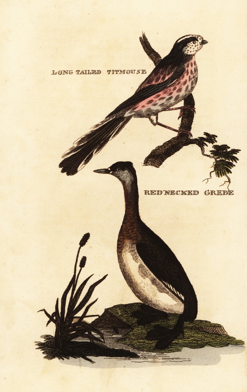 Sýkora dlouhoocasá nebo sýkora dlouhoocasá, Aegithalos caudatus a potápka rudokrká, Podiceps grisegena od Edward Donovan