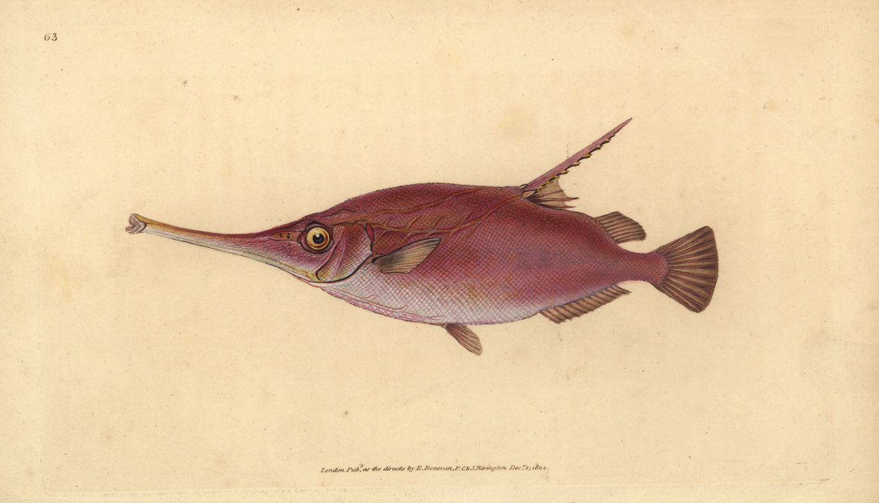 sluka dlouhospinová, Macroramphosus scolopax (Trubka, Centriscus scolopax). Ručně kolorovaný mědiryt nakreslený a rytý Edwardem Donovanem z jeho Natural History of British Fishes, Donovan a F.C. a J. Rivington, Londýn od Edward Donovan