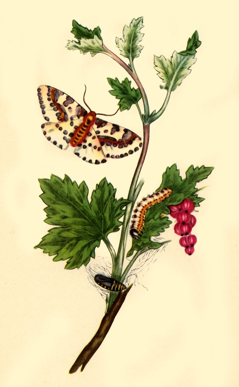 „Pobřežní můra na Maggi: Flanae grossularizata“, 1813, 1945. od Edward Donovan