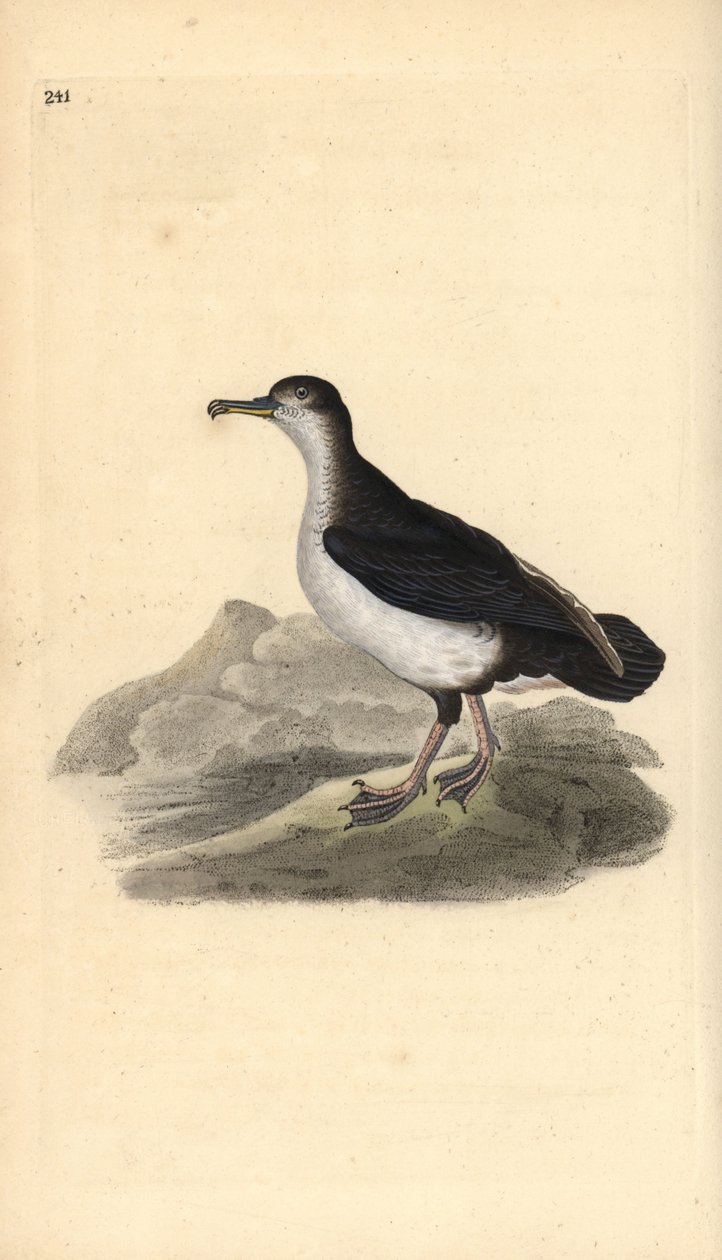 Shearwater manský, Puffinus puffinus. Ručně kolorovaný mědiryt nakreslený a rytý Edwardem Donovanem z jeho vlastní „Přírodopisné historie britských ptáků“, Londýn od Edward Donovan