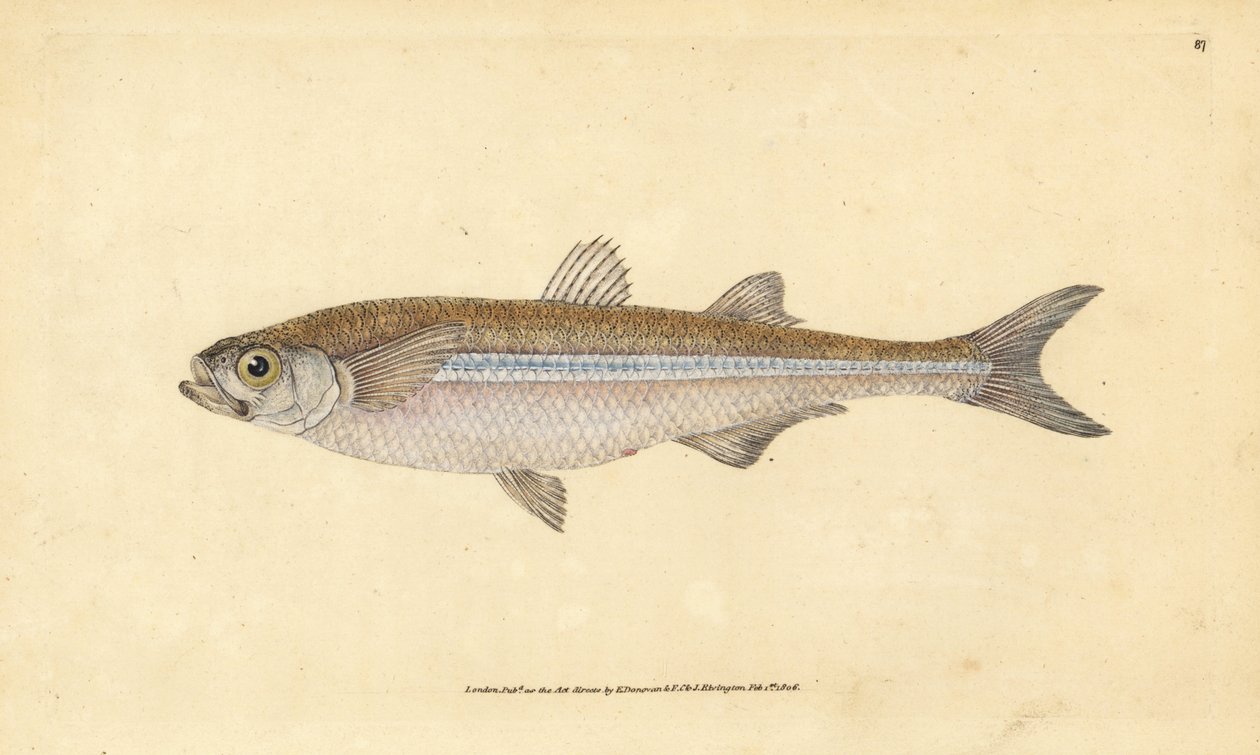 Středozemní písek čichal nebo evropská atherine, Atherina hepsetus. Ručně kolorovaný mědiryt nakreslený a rytý Edwardem Donovanem z jeho Natural History of British Fishes, Donovan a F.C. a J. Rivington, Londýn od Edward Donovan