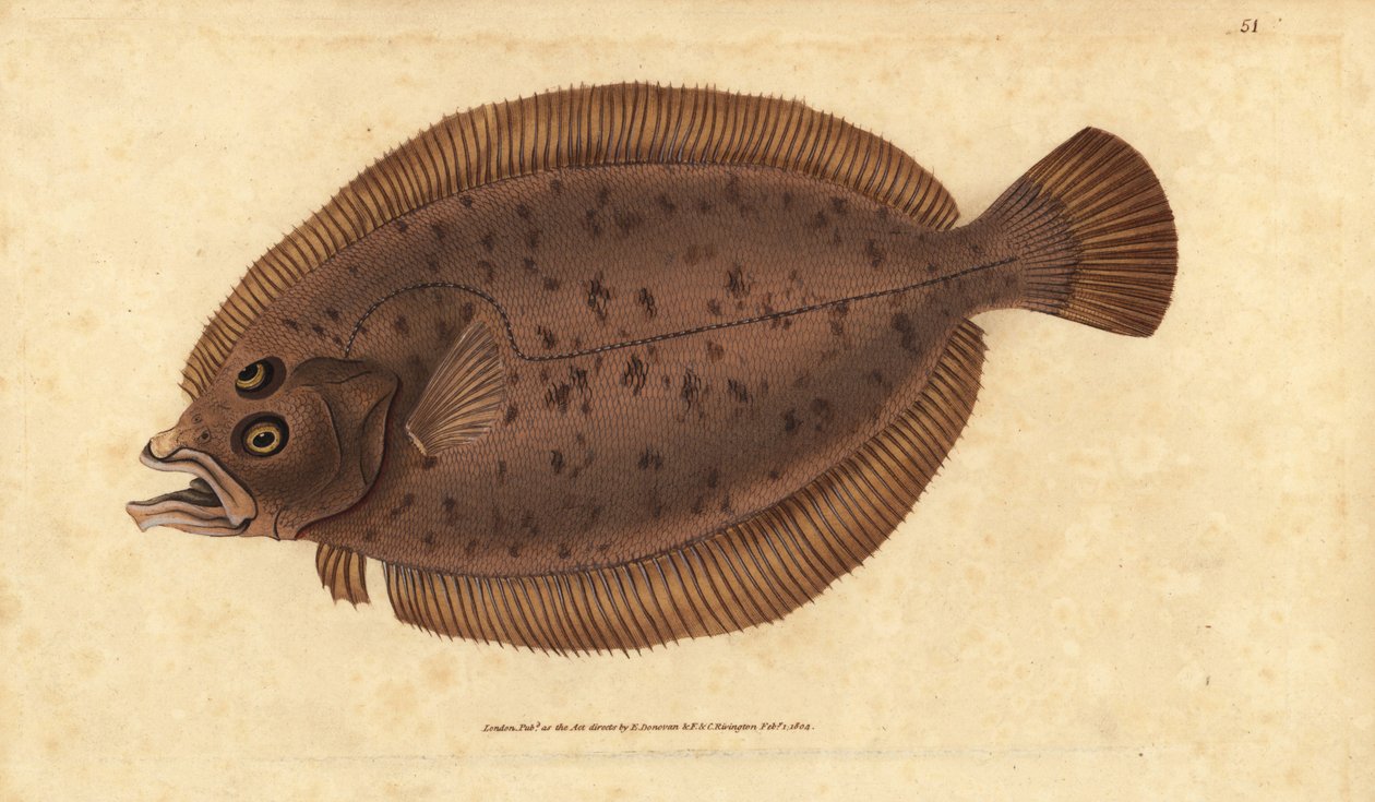 Meduňka nebo závan, Lepidorhombus whiffiagonis (Pleuronectes megastoma). Ručně kolorovaný mědiryt nakreslený a rytý Edwardem Donovanem z jeho Natural History of British Fishes, Donovan a F.C. a J. Rivington, Londýn od Edward Donovan