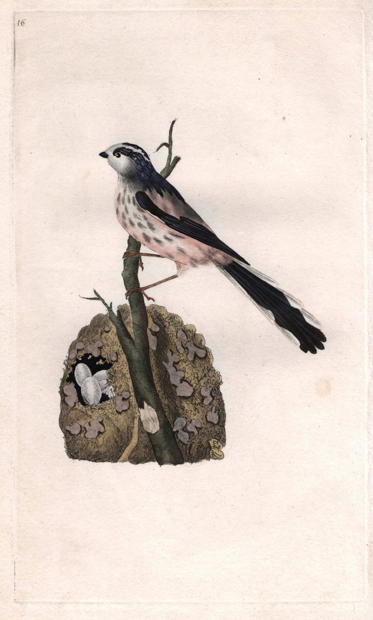 Mesange má dlouhý ocas. Aegithalos caudatus (Parus caudatus). Mědirytina Edwarda Donovana (1768-1837), publikovaná v Histoire naturelle des oiseaux britanniques, Londýn od Edward Donovan