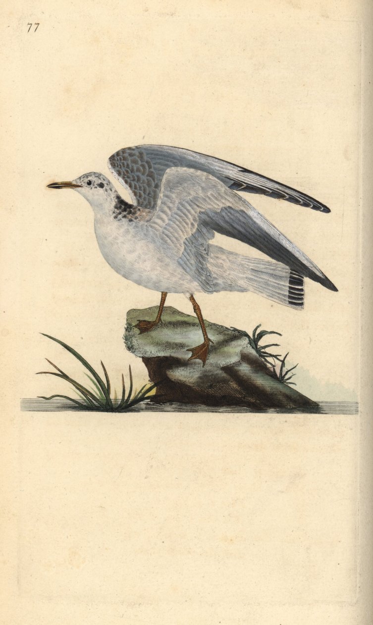 Mňau nebo racka zimního, Larus canus. Ručně kolorovaný mědiryt nakreslený a rytý Edwardem Donovanem z jeho vlastní „Přírodopisné historie britských ptáků“, Londýn od Edward Donovan
