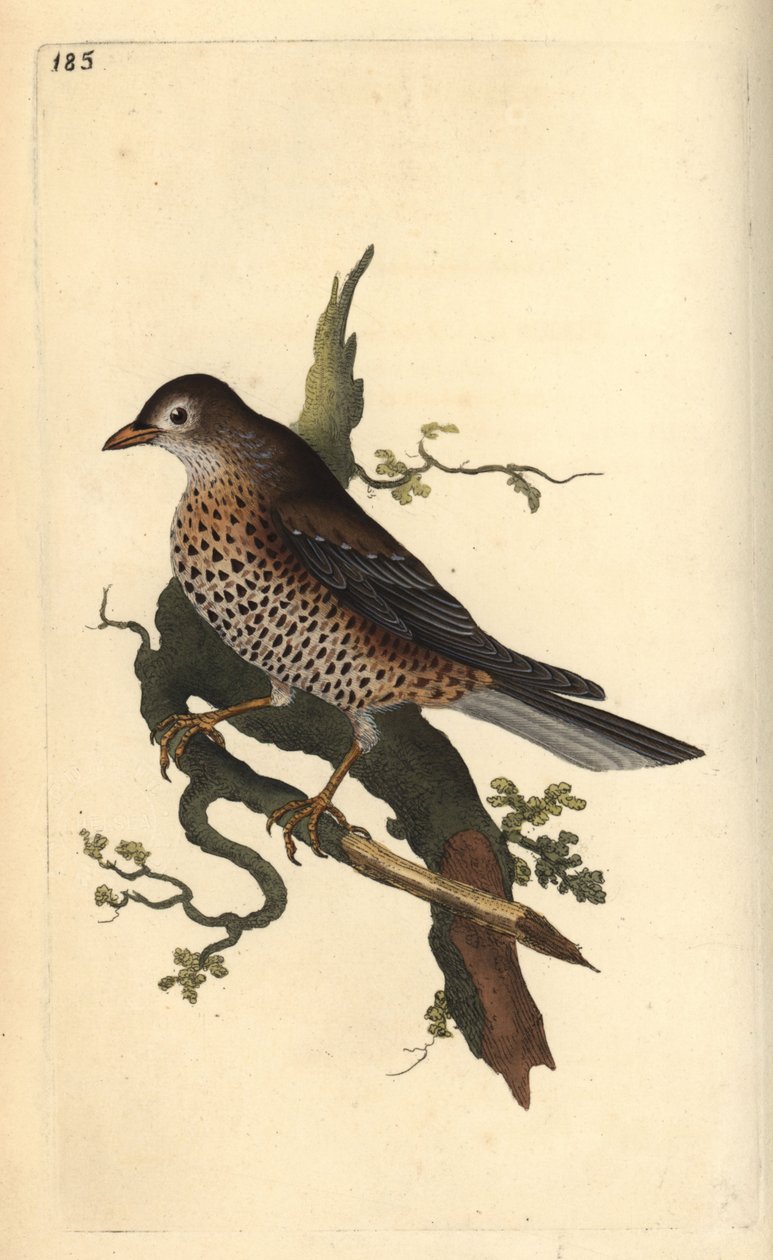 Drozd jmelí, Turdus viscivorus. Ručně kolorovaný mědiryt nakreslený a rytý Edwardem Donovanem z jeho vlastní „Přírodopisné historie britských ptáků“, Londýn od Edward Donovan