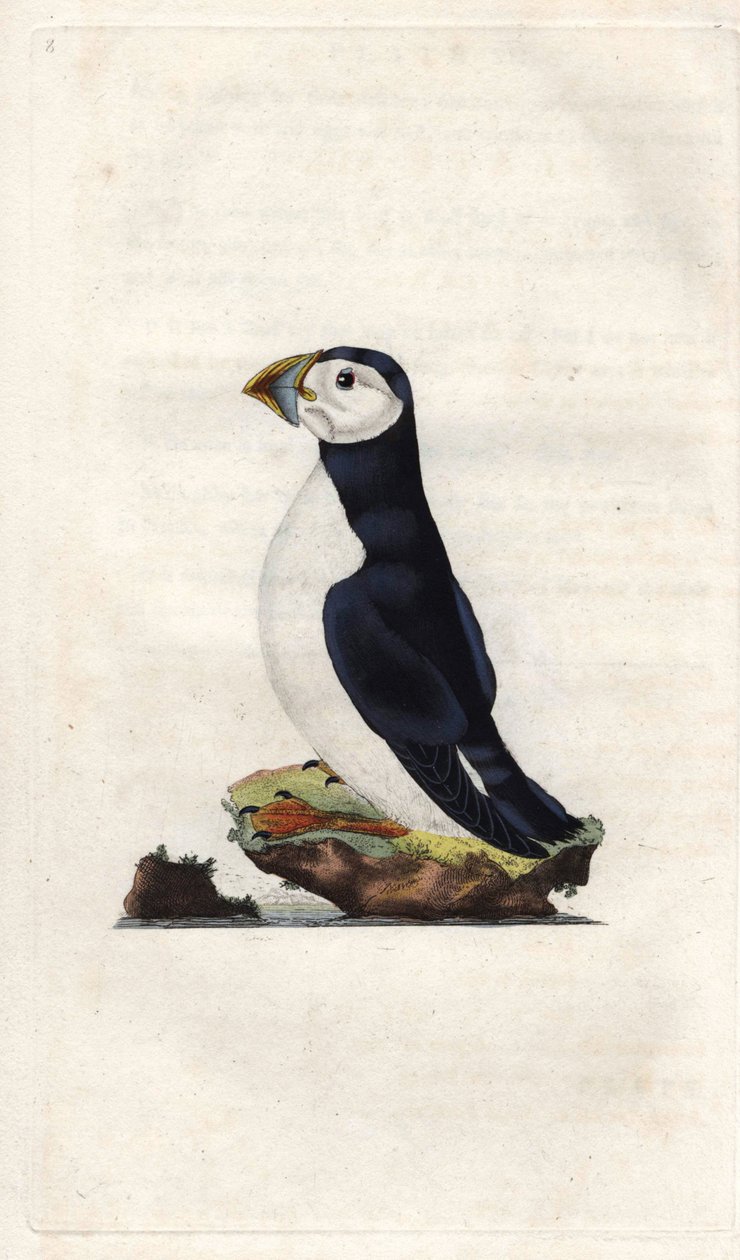Monk shearwater. Fratercula arctica (Alca arctica). Mědirytina Edwarda Donovana (1768-1837), publikovaná v Natural History of British Birds, Londýn od Edward Donovan