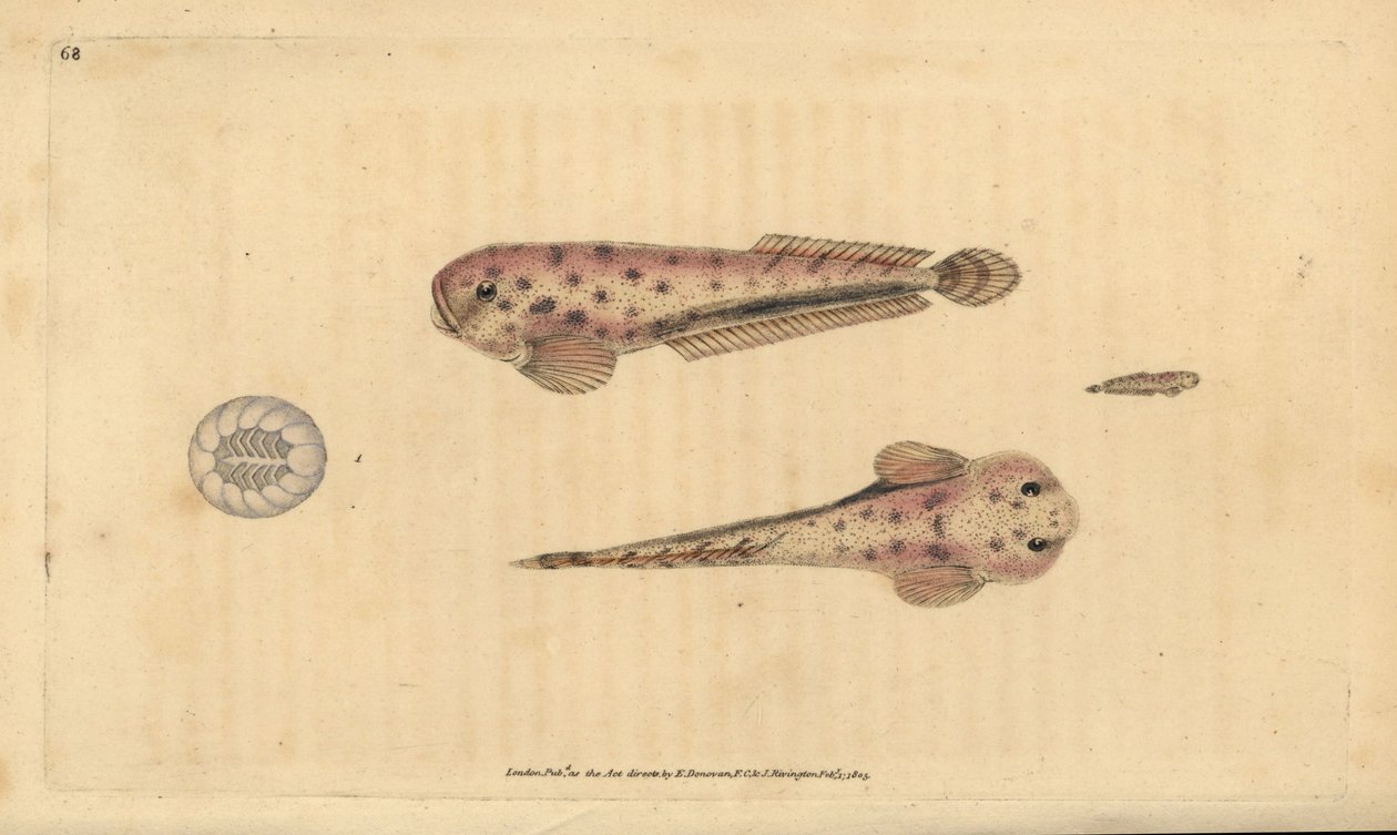 Mořský hlemýžď Montagua, Liparis montagui (Diminutive lumpsucker, Cyclopterus montagui). Ručně kolorovaný mědiryt nakreslený a rytý Edwardem Donovanem z jeho Natural History of British Fishes, Donovan a F.C. a J. Rivington, Londýn od Edward Donovan