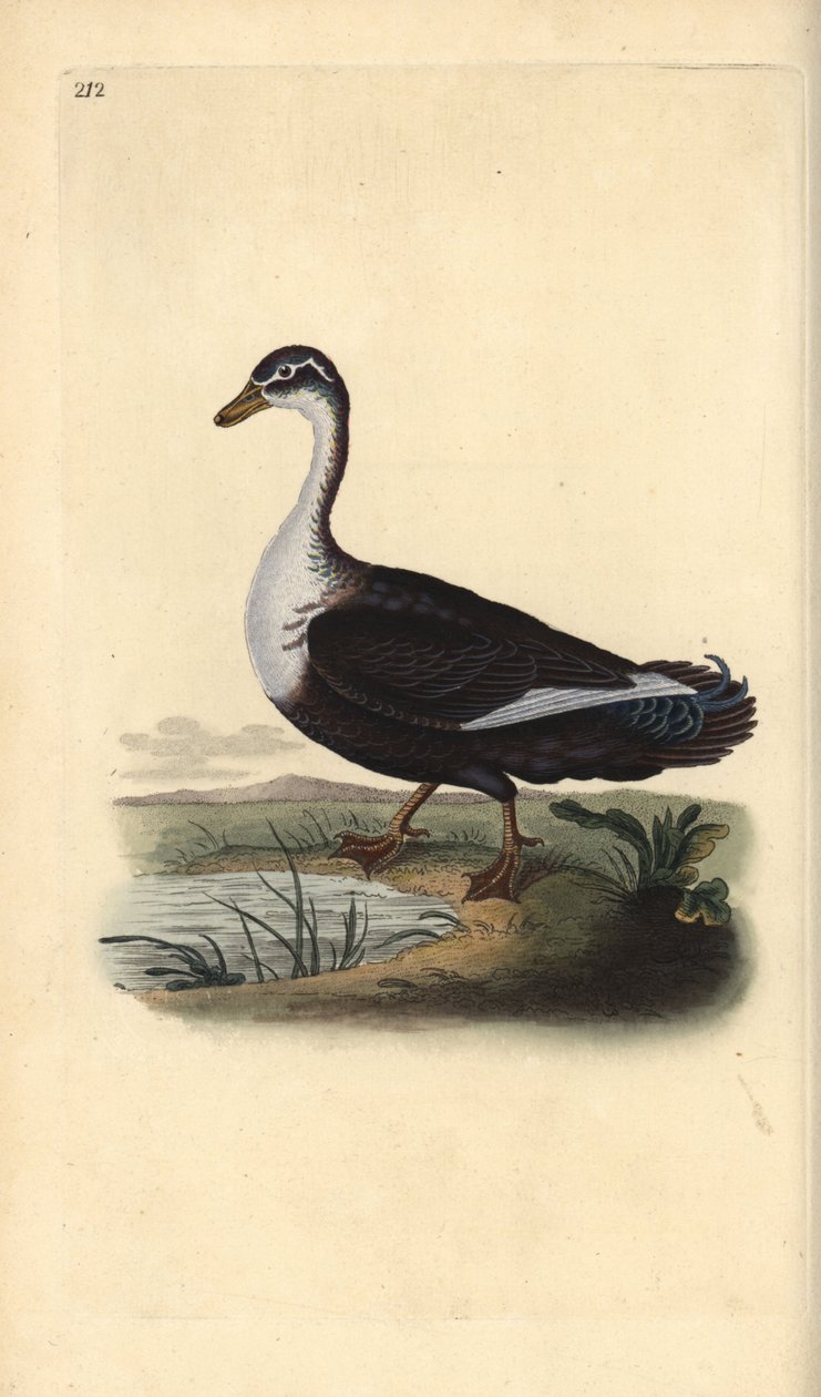 Kachna pižmová (varianta), Cairina moschata. Ručně kolorovaný mědiryt nakreslený a rytý Edwardem Donovanem z jeho vlastní „Přírodopisné historie britských ptáků“, Londýn od Edward Donovan