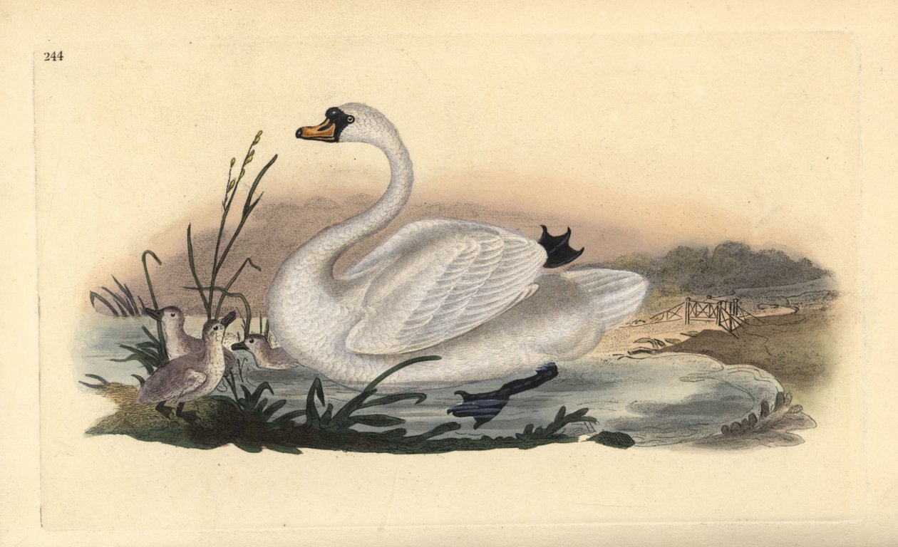 Labuť velká, Cygnus olor, s kuřaty. Ručně kolorovaný mědiryt nakreslený a rytý Edwardem Donovanem z jeho vlastní „Přírodopisné historie britských ptáků“, Londýn od Edward Donovan