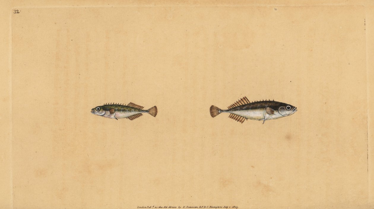 paličák devíticípý, Pungitius pungitius (paličák menší nebo deseticípý, Gasterosteus pungitius). Ručně kolorovaný mědiryt nakreslený a rytý Edwardem Donovanem z jeho Natural History of British Fishes, Donovan a F.C. a J. Rivington, Londýn od Edward Donovan