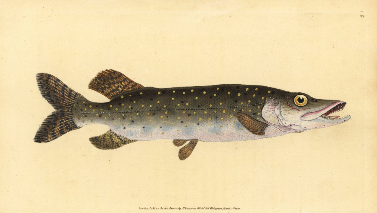 Štika severní, Esox lucius. Ručně kolorovaný mědiryt nakreslený a rytý Edwardem Donovanem z jeho Natural History of British Fishes, Donovan a F.C. a J. Rivington, Londýn od Edward Donovan