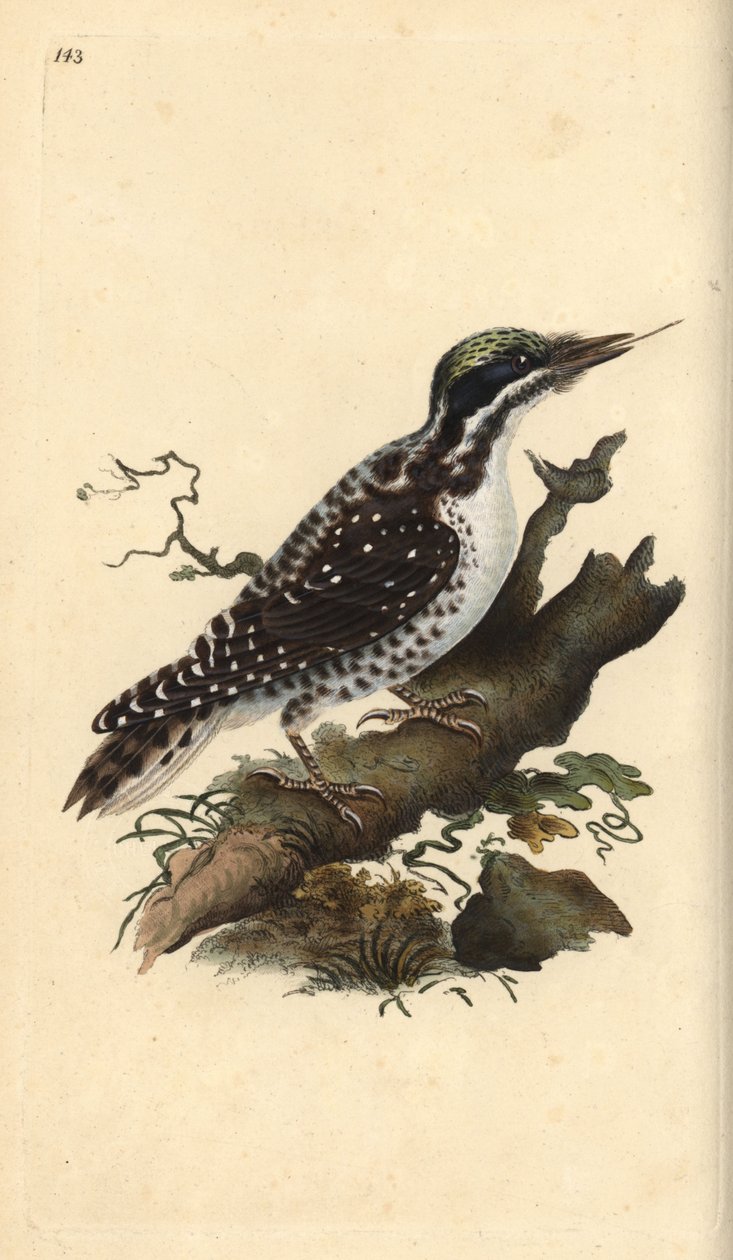 Datel tříprstý severní. Picoides tridactylus. Ručně kolorovaná mědirytina, kterou nakreslil a vyryl Edward Donovan podle své vlastní "Natural History of British Birds", Londýn. od Edward Donovan