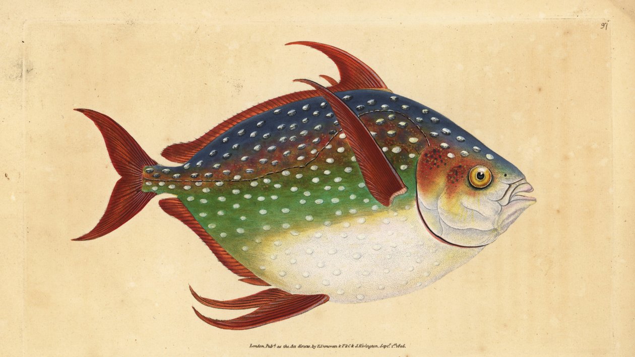 Opah nebo královská ryba, Lampris guttatus (Zeus luna). Ručně kolorovaný mědiryt nakreslený a rytý Edwardem Donovanem z jeho Natural History of British Fishes, Donovan a F.C. a J. Rivington, Londýn od Edward Donovan