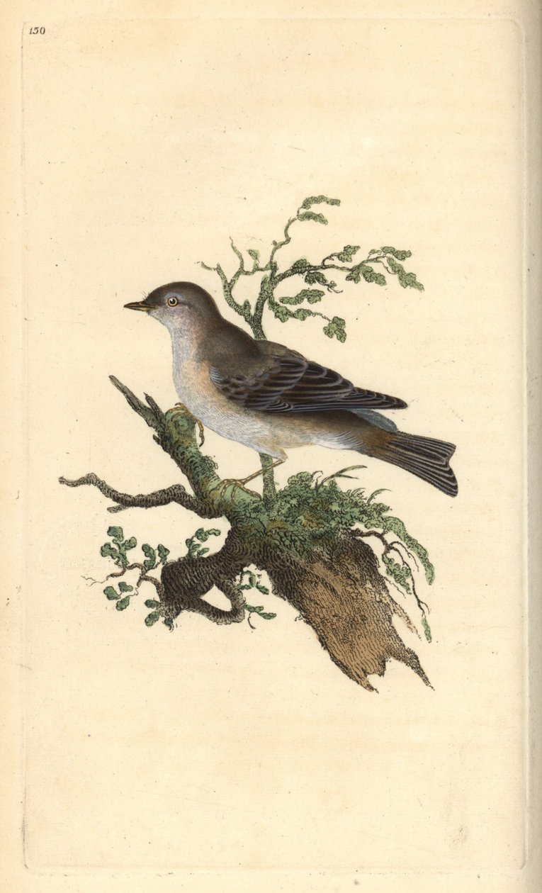 pěnice orfeova, Sylvia hydrtensis, nebo pěnice větší. Ručně kolorovaná mědirytina, kterou nakreslil a vyryl Edward Donovan podle své vlastní "Natural History of British Birds", Londýn. od Edward Donovan