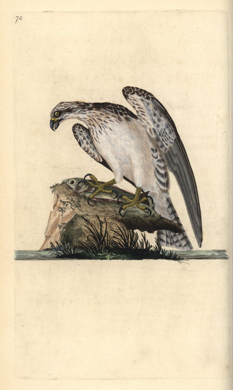 Osprey, Pandion haliaetus, stojící na ulovené rybě. Ručně kolorovaný mědiryt nakreslený a rytý Edwardem Donovanem z jeho vlastní „Přírodopisné historie britských ptáků“, Londýn od Edward Donovan