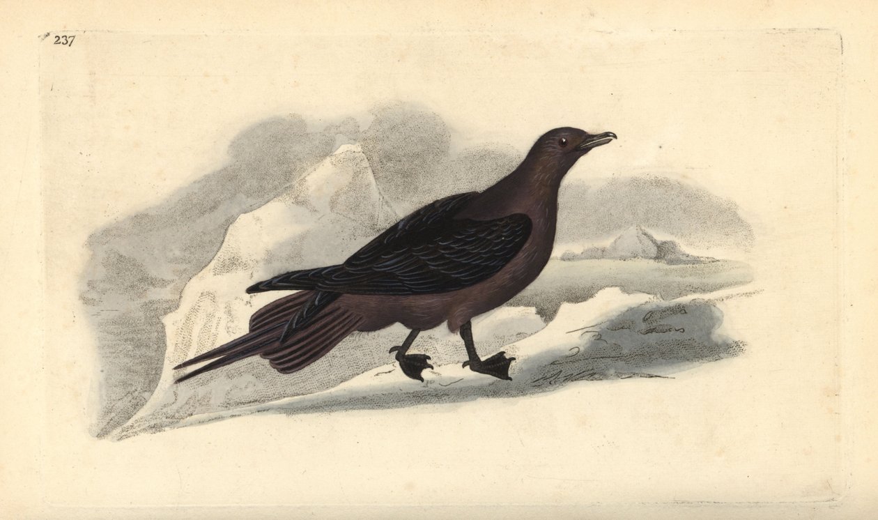 Parazitický Jaeger, Stercorarius parasiticus. Ručně kolorovaný mědiryt nakreslený a rytý Edwardem Donovanem z jeho vlastní „Přírodopisné historie britských ptáků“, Londýn od Edward Donovan