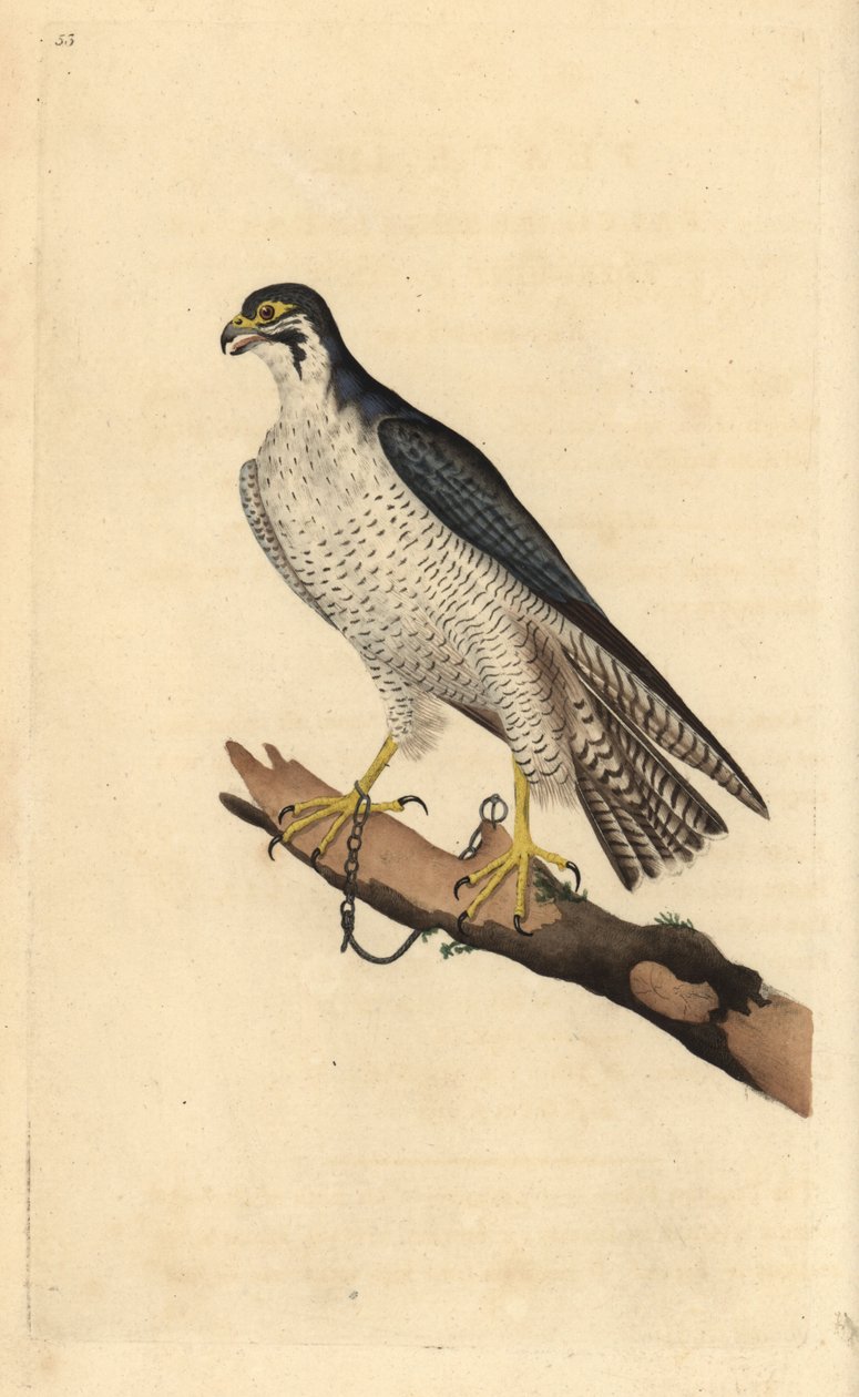Sokol stěhovavý, Falco peregrinus, připoutaný k větvi. Ručně kolorovaný mědiryt nakreslený a vyrytý Edwardem Donovanem z jeho vlastní „Přírodopisné historie britských ptáků“, Londýn od Edward Donovan