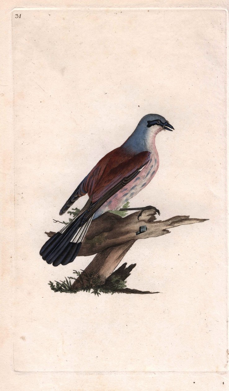 Flayer Shrike Straka. Lanius collurio. Mědirytina Edwarda Donovana (1768-1837), publikovaná v Natural History of British Birds, Londýn od Edward Donovan
