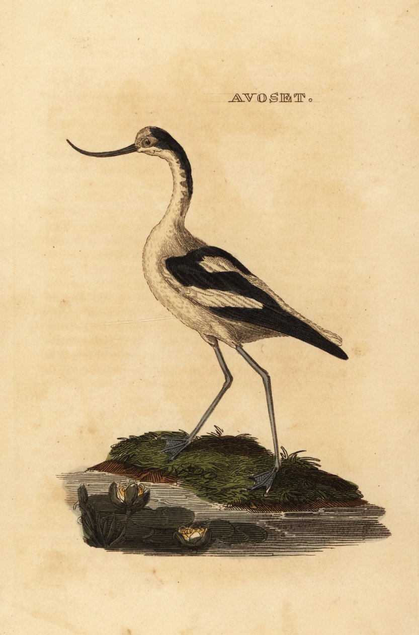 Avocet strakatý, Recurvirostra avocetta od Edward Donovan