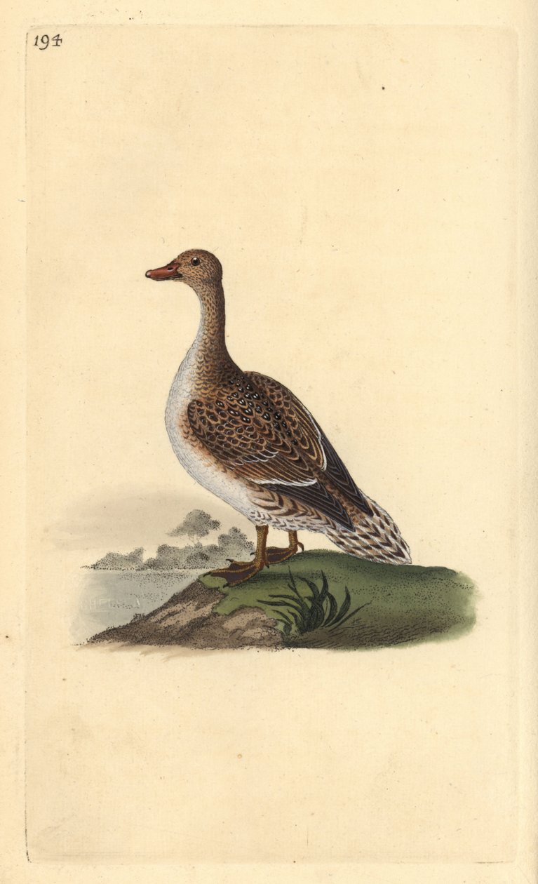 Pintail, Anas acuta, samice. Ručně kolorovaný mědiryt nakreslený a rytý Edwardem Donovanem z jeho vlastní „Přírodopisné historie britských ptáků“, Londýn od Edward Donovan