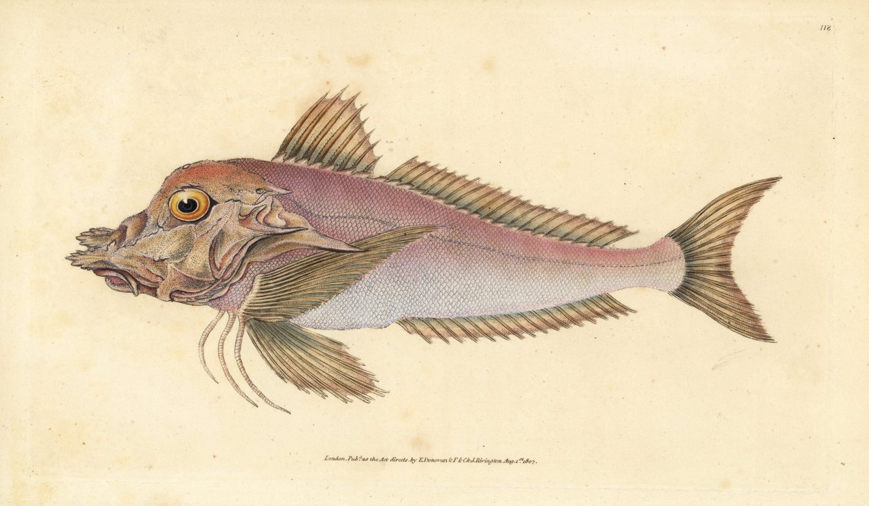 Piper, Trigla lyra. Ručně kolorovaný mědiryt nakreslený a rytý Edwardem Donovanem z jeho Natural History of British Fishes, Donovan a F.C. a J. Rivington, Londýn od Edward Donovan
