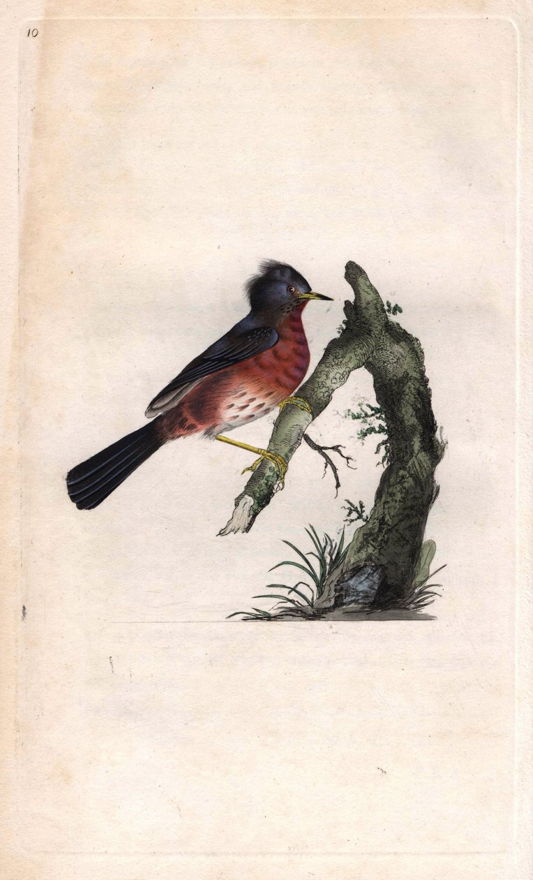 Pitchou warf. Sylvia undata (Sylvia dartfordiensis). Mědirytina Edwarda Donovana (1768-1837), publikovaná v Natural History of British Birds, Londýn od Edward Donovan