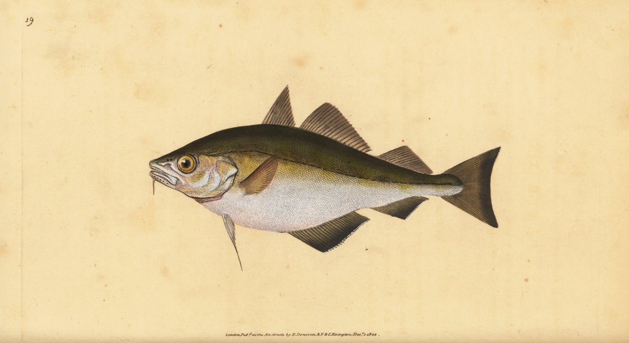 Našpulení, Trisopterus luscus (Bib, Gadus luscus). Ručně kolorovaný mědiryt nakreslený a rytý Edwardem Donovanem z jeho Natural History of British Fishes, Donovan a F.C. a J. Rivington, Londýn od Edward Donovan