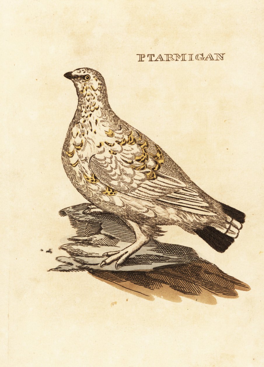 Ptarmigan tetřev nebo bílá zvěř, Lagopus lagopus od Edward Donovan
