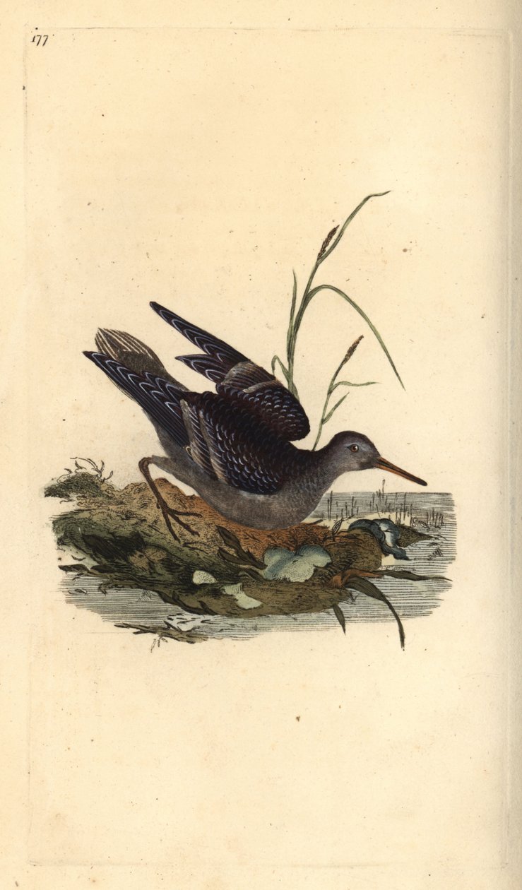 Jespák fialový, Calidris maritima. Ručně kolorovaný mědiryt nakreslený a rytý Edwardem Donovanem z jeho vlastní „Přírodopisné historie britských ptáků“, Londýn od Edward Donovan