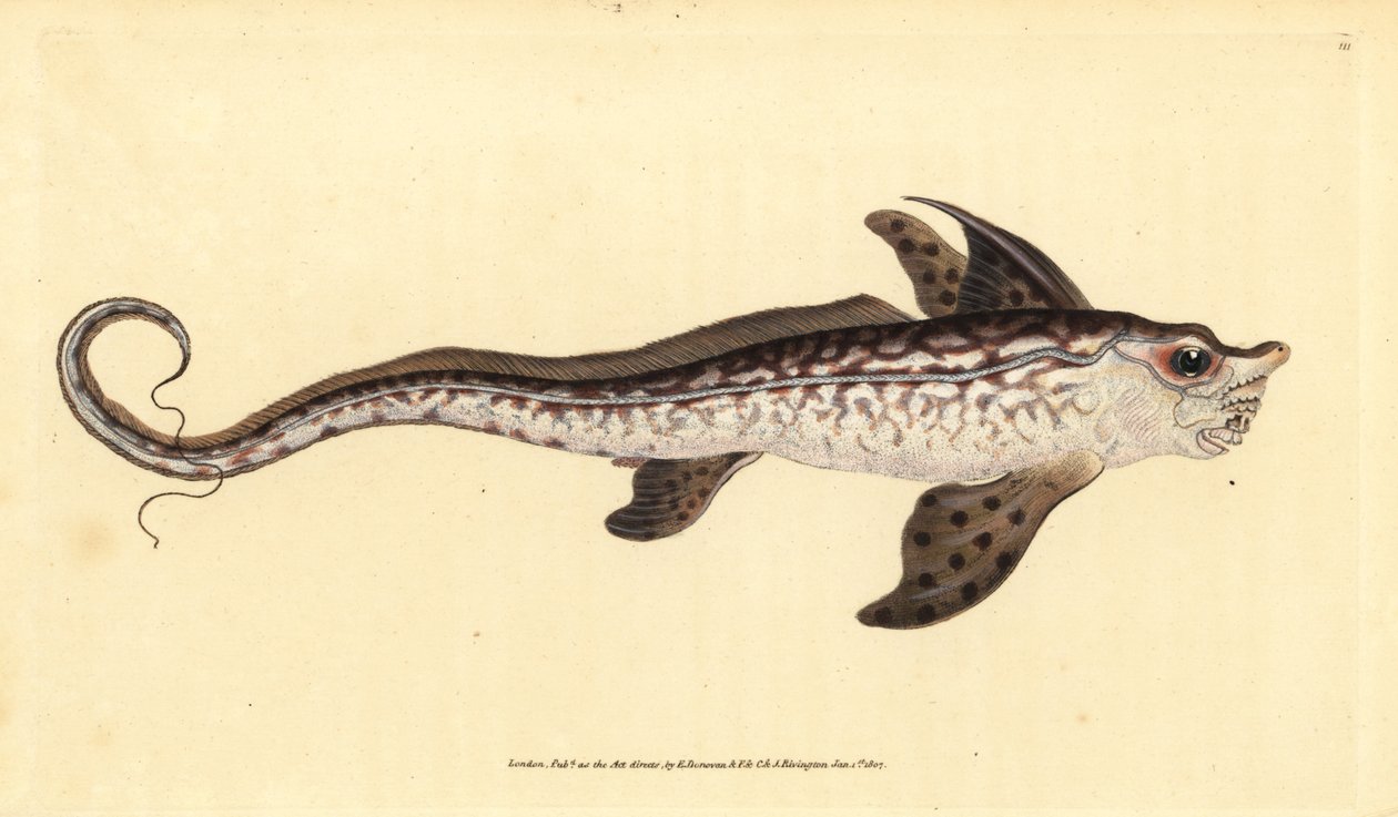 Králičí rybka nebo mořská příšera, Chimaera monstrosa. Blízko ohrožení. Ručně kolorovaný mědiryt nakreslený a rytý Edwardem Donovanem z jeho Natural History of British Fishes, Donovan a F.C. a J. Rivington, Londýn od Edward Donovan