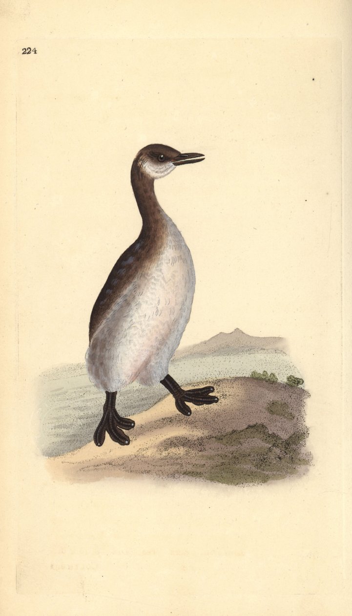 Potápka rudokrká (samice), Podiceps grisegena. Ručně kolorovaný mědiryt nakreslený a vyrytý Edwardem Donovanem z jeho vlastní „Přírodopisné historie britských ptáků“, Londýn od Edward Donovan
