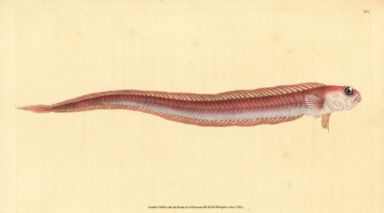 Pásovka červená, Cepola macrophthalma (Rubescent band-fish, Cepola rubescens). Ručně kolorovaný mědiryt nakreslený a rytý Edwardem Donovanem z jeho Natural History of British Fishes, Donovan a F.C. a J. Rivington, Londýn od Edward Donovan