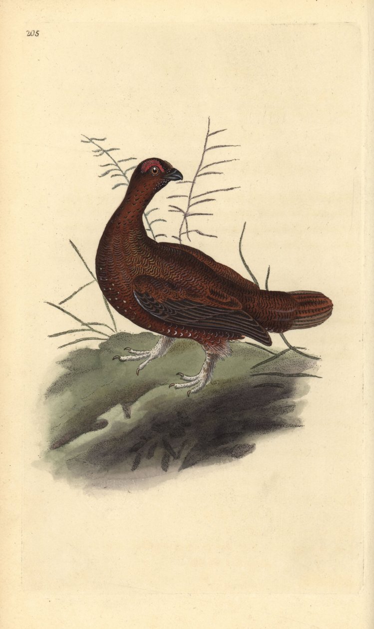 Tetřev hlušec, Lagopus lagopus scotica. Ručně kolorovaná mědirytina, kterou nakreslil a vyryl Edward Donovan podle své vlastní "Natural History of British Birds", Londýn. od Edward Donovan
