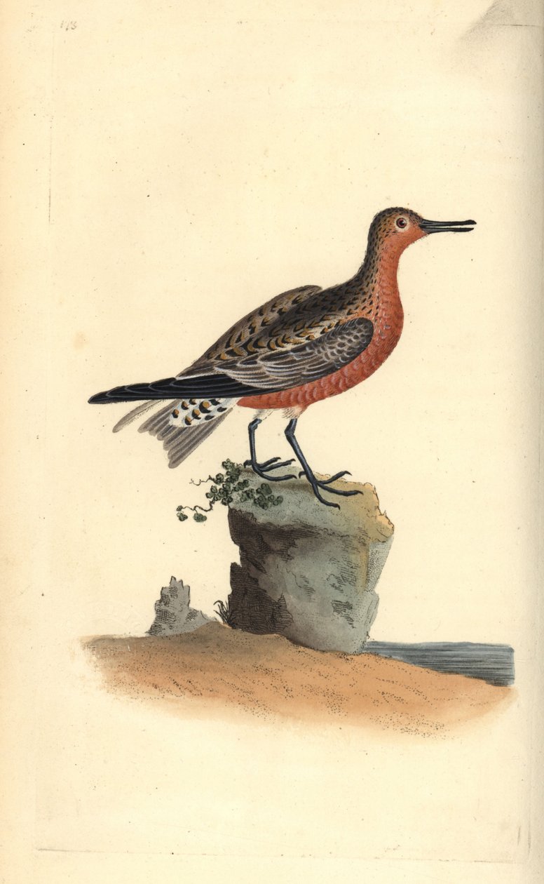 Rorýs obecný, Calidris canutus. Ručně kolorovaná mědirytina, kterou nakreslil a vyryl Edward Donovan podle své vlastní "Natural History of British Birds", Londýn. od Edward Donovan