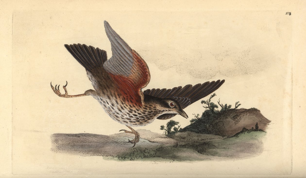 Redwing, Turdus iliacus. Ručně kolorovaný mědiryt nakreslený a rytý Edwardem Donovanem z jeho vlastní „Přírodopisné historie britských ptáků“, Londýn od Edward Donovan