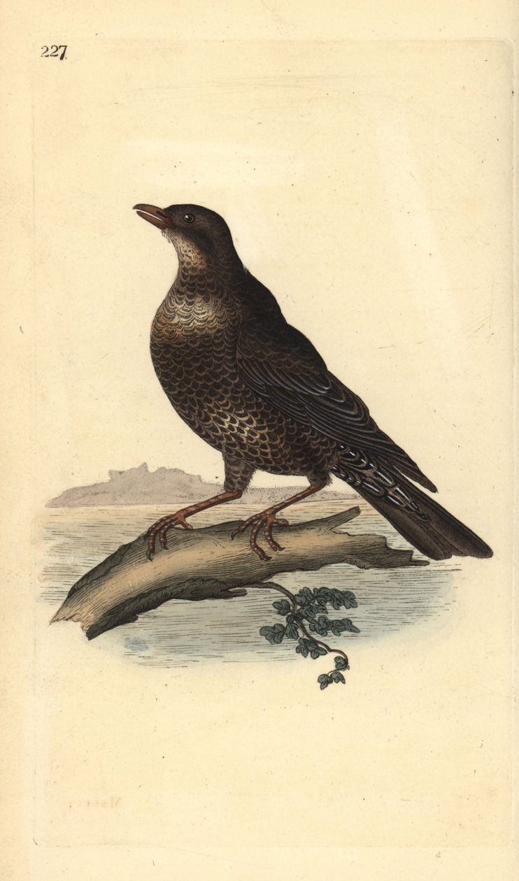 Ouzel prstencový (samice), Turdus torquatus. Ručně kolorovaný mědiryt nakreslený a rytý Edwardem Donovanem z jeho vlastní „Přírodopisné historie britských ptáků“, Londýn od Edward Donovan