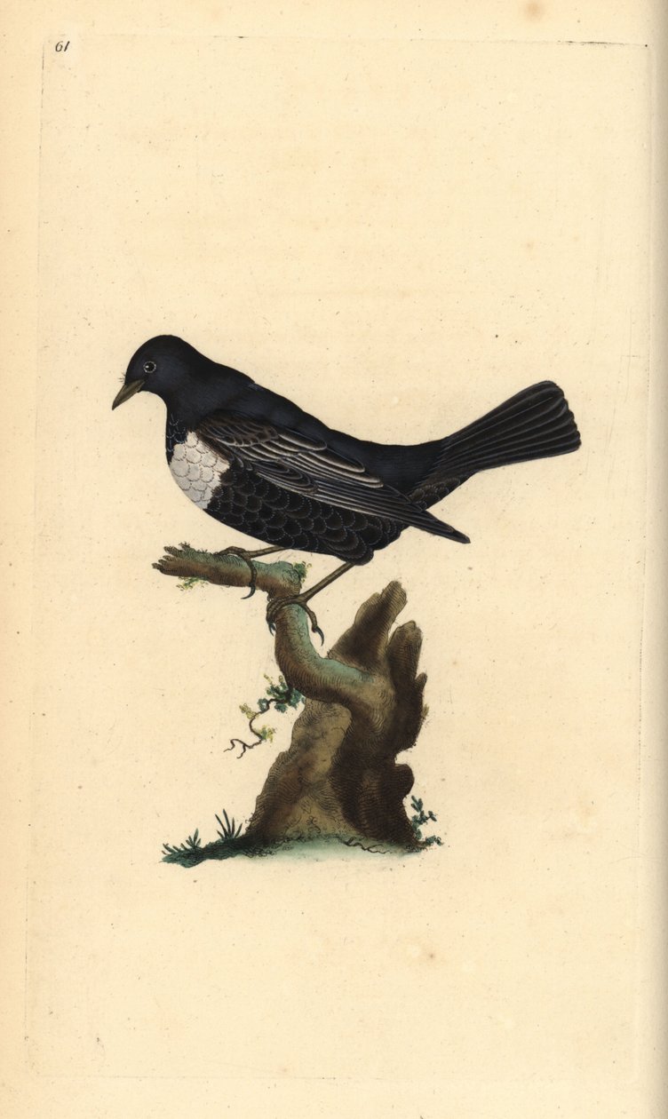 Prsten ouzel, Turdus torquatus. Ručně kolorovaný mědiryt nakreslený a rytý Edwardem Donovanem z jeho vlastní „Přírodopisné historie britských ptáků“, Londýn od Edward Donovan
